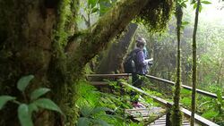Hikers walking bridge in rain forest jungle.Hiking family trekking through dense rainforest nature. Stock Footage