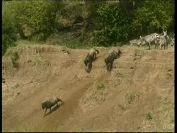 MS Wildebeest & Zebra running down steep riverbank to cross Mara river, Kenya Stock Footage