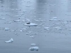 WS Seal on iceberg / Antarctica peninsular, Antarctica Stock Footage