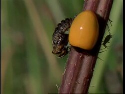 CU time lapse Ladybird, Coccinella septempunctata, emerging from cocoon, United Kingdom Stock Footage