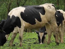 Cattle Stock Footage