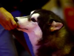 Siberian Husky Dog Stock Footage