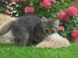 HD SUPER SLOW-MO: Kitten Laying Beside A Dog Stock Footage