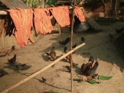 MS SLO MO Shot of Reddish material drying on bamboo pole with chickens running around below pecking at grains / Muang Ngoi, Luang Prabang, Laos Stock Footage