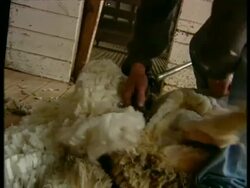CU Man's hands shearing sheep Stock Footage