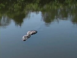Alligator Swimming Towards the Camera Stock Footage