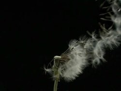 Dandelion clock seeds dispersing against black Stock Footage