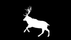 Stag Jumping Silhouette (Loopable) Stock Footage