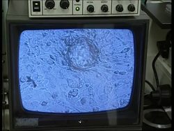 New technique creates stem cells from mice, latest Bush veto News Clip