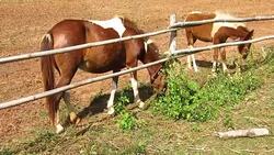 horse eating grass in farm Stock Footage