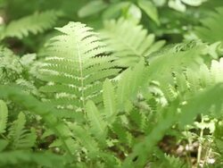 Green ferns Stock Footage