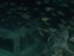 Shipwreck SS Thistlegorm Stock Footage