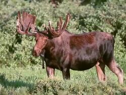 MS TS Shot of Bull moose (Alces alces) massive bull in velvet grazes on willo at sunrise / Ward, Colorado, United States Stock Footage