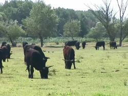 HD: Herd of bulls Stock Footage