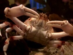 Crab Walks Screen Left Stock Footage
