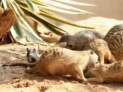 Meerkats playing Stock Footage