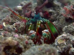 Mantis shrimp (Odontodactylus syllarus) by its burrow on the seabed. Stock Footage