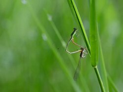 Dragonfly couple Stock Footage