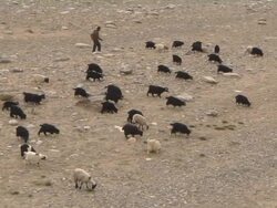 Wide Top Shot goats grazing Taklakot Tibet China Stock Footage