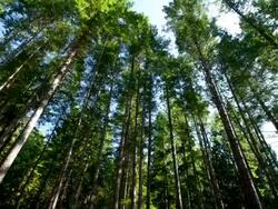 MS T/L Shot of Tall trees in forest / Cortes, British Columbia, Canada   Stock Footage