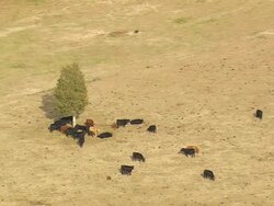 WS AERIAL View of farms with cows / South Carolina, United States Stock Footage