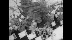 49th International Flower Show in New York Stock Footage