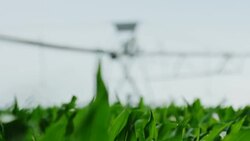 American natural organic farm watering for high end produce, rack focus from close up corn to watering unit. Stock Footage