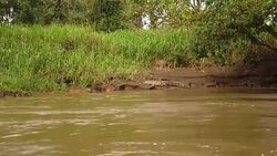 LS Crocodile on the river bank Stock Footage