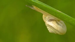 Snail Crawling On Blade Of Grass Stock Footage