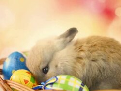 HD1080:Easter bunny Stock Footage