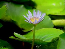 Purple waterlily Stock Footage