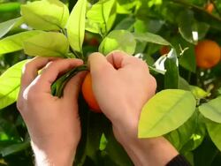 Fresh tangerines series Stock Footage