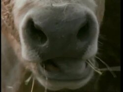 CU cows mouth, chewing the cud, England, UK Stock Footage