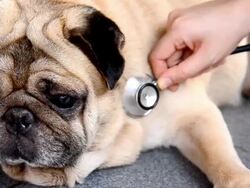 Veterinarian Holding Puppy With Stethoscope Stock Footage