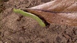 An inch worm fights off a colony of ants. Stock Footage