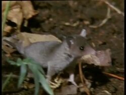 1 young Grey short-tailed Opossum following mother, climbs on back with litter mates Stock Footage