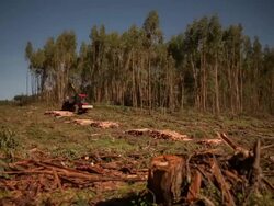 Deforestation Stock Footage