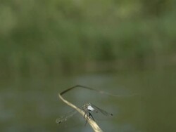 High Speed Dragonfly takes off and flies, Spain. Stock Footage
