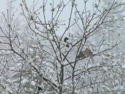 WS View of birds perching on tree during winter / Stowe, Vermont, USA Stock Footage