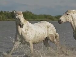 CU TS SLO MO Shot of Camargue Horse, Group galloping through Swamp, Saintes Marie de la Mer in Camargue, in South of France / Saintes Maries de la Mer, Camargue, France Stock Footage