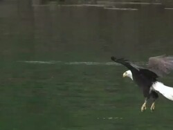 Eagle Swooping for fish Stock Footage