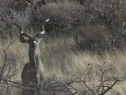 Greater Kudu (Tragelaphus strepsiceros), Groot Berg, Namibia Stock Footage