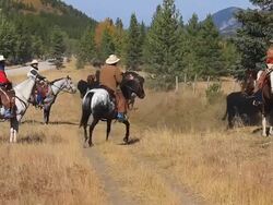 Cowgirl and Cowboys counting cattle on horseback Stock Footage