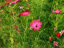 Honey Bee pollinating plant in meadow Stock Footage