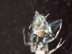 Spider capturing a bee in its web Stock Footage