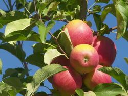 Ripe Apples in a Plantation TILT UP Stock Footage