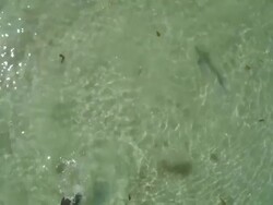 MS POV SLO MO HA Shark and diver at la jolla beach / San Diego, California, United States Stock Footage