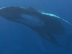 Humpback Whale Stock Footage