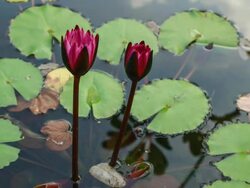 Twin waterlily blooming Stock Footage