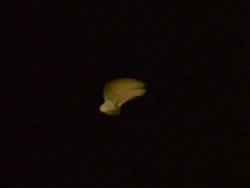 High Speed - Sycamore Seed rotating down through frame, black background Stock Footage